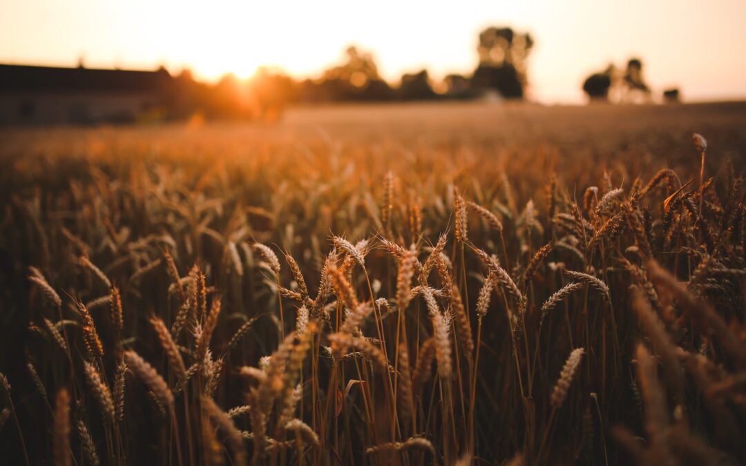 food-sunset-love-field