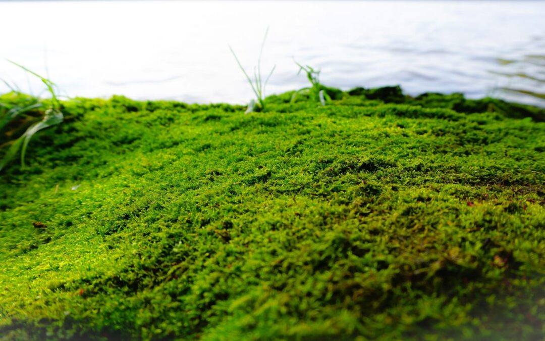 moss-2707039_1920