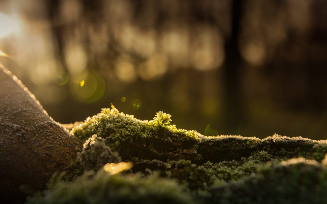 moss-3009549_1920